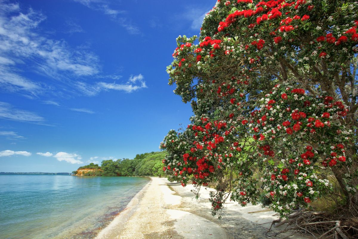 Hoa Pohutukawa tại bãi biển Công viên Vùng Awhitu trên Bán đảo Awhitu ở Quốc gia Franklin gần Auckland