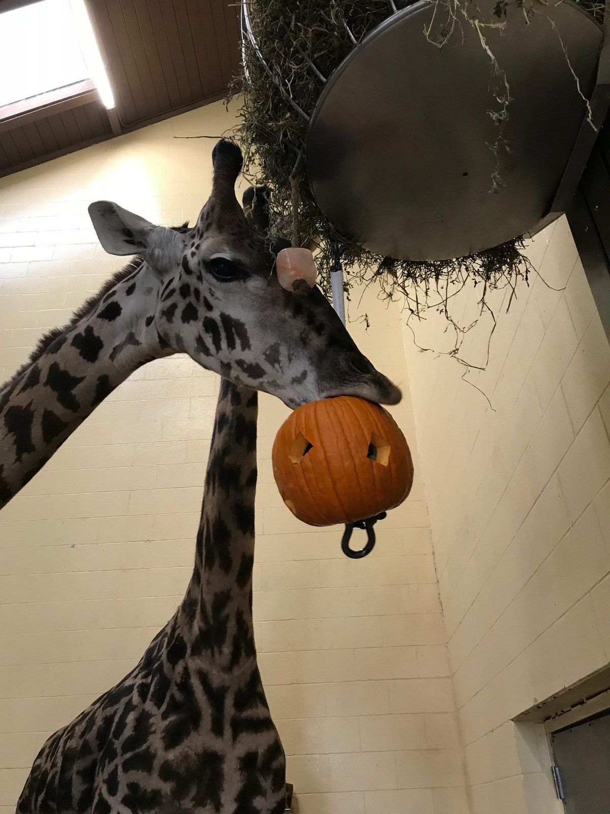 Girafa, Giraffidae, Animal terrestre, Musell, Fauna salvatge, Cervató,