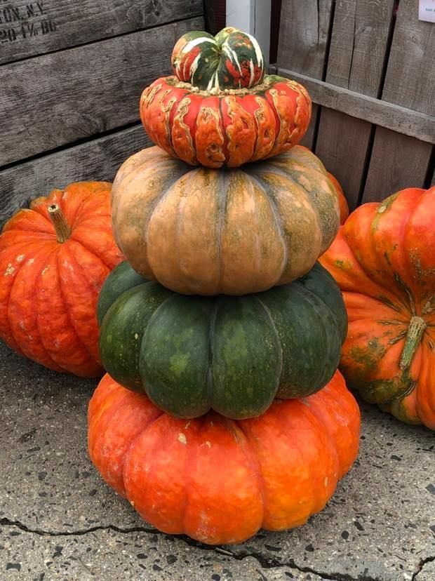 Carbassa, Carabassa d’hivern, Cucurbita, Calabaza, Vegetals, Aliments naturals, Taronja, Carbassa, Menjar local, Carabassa,