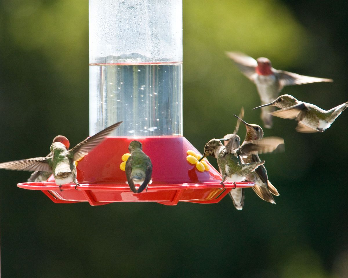 Alimentador de colibrís