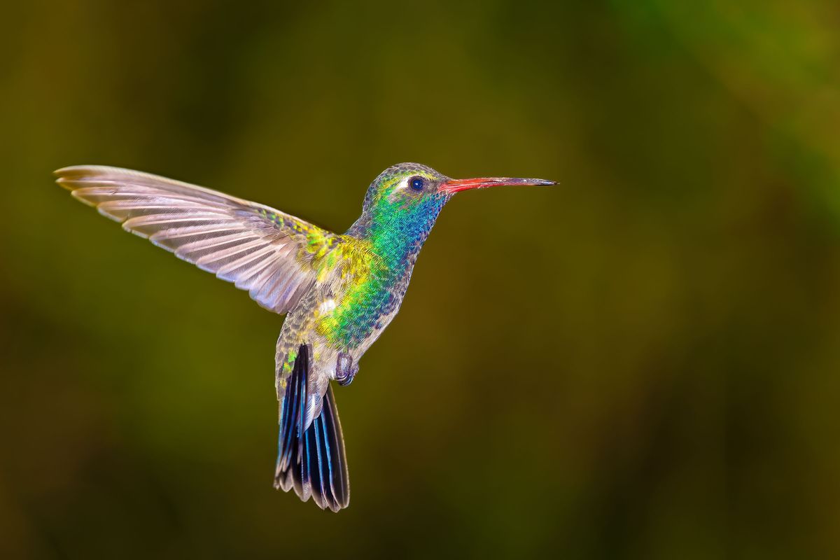 Broadbilled Hummingbird, Arizona, Amèrica, EUA