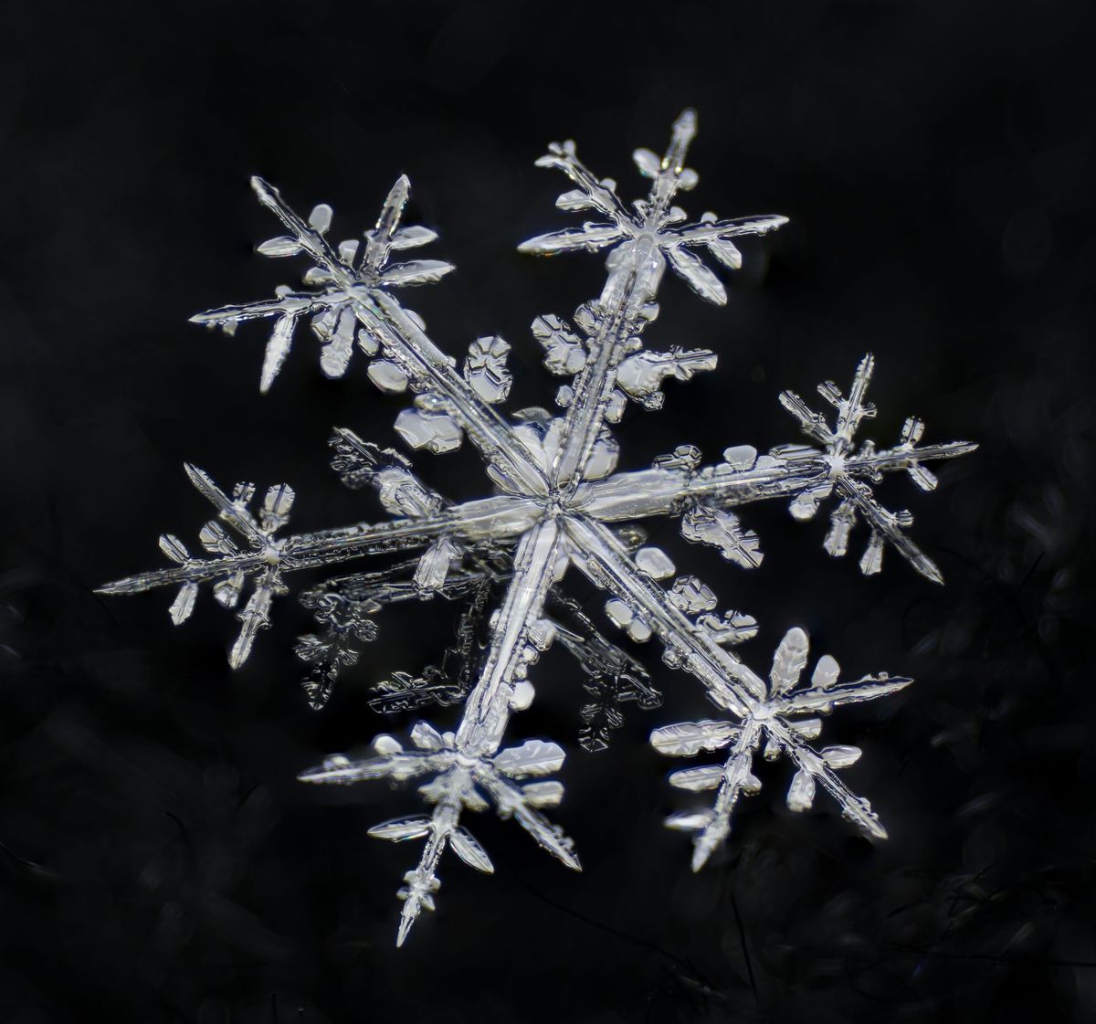 Macro fulg de zăpadă dendritică