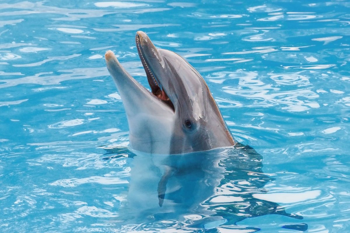 Bootlenose delfin na modri površini se smehlja