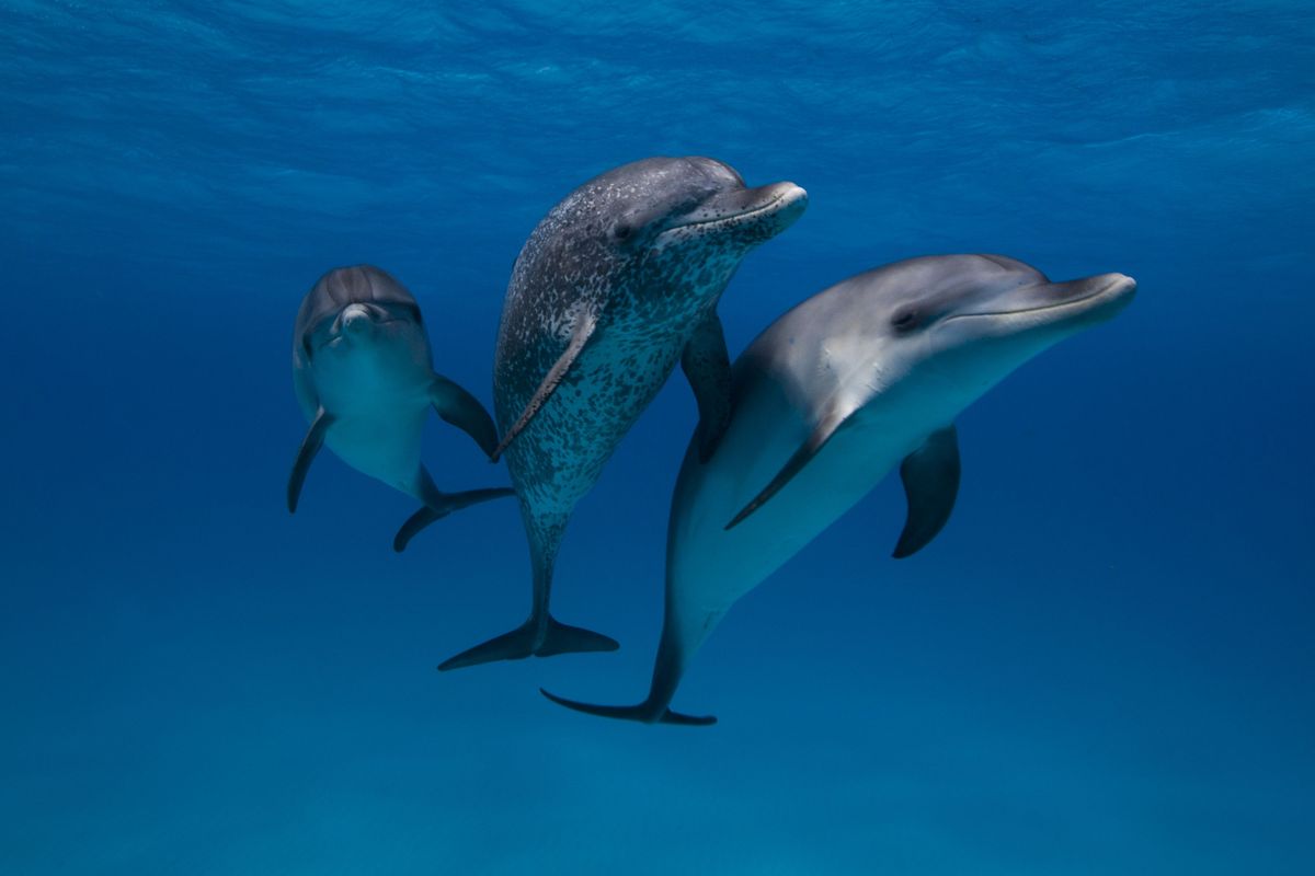 Bootlenose delfin na modri površini se smehlja