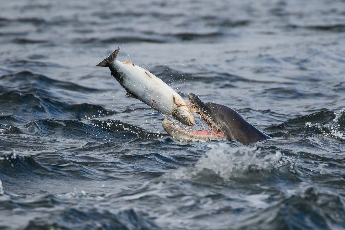 Delfin (Tursiops truncatus), ki uživa losos
