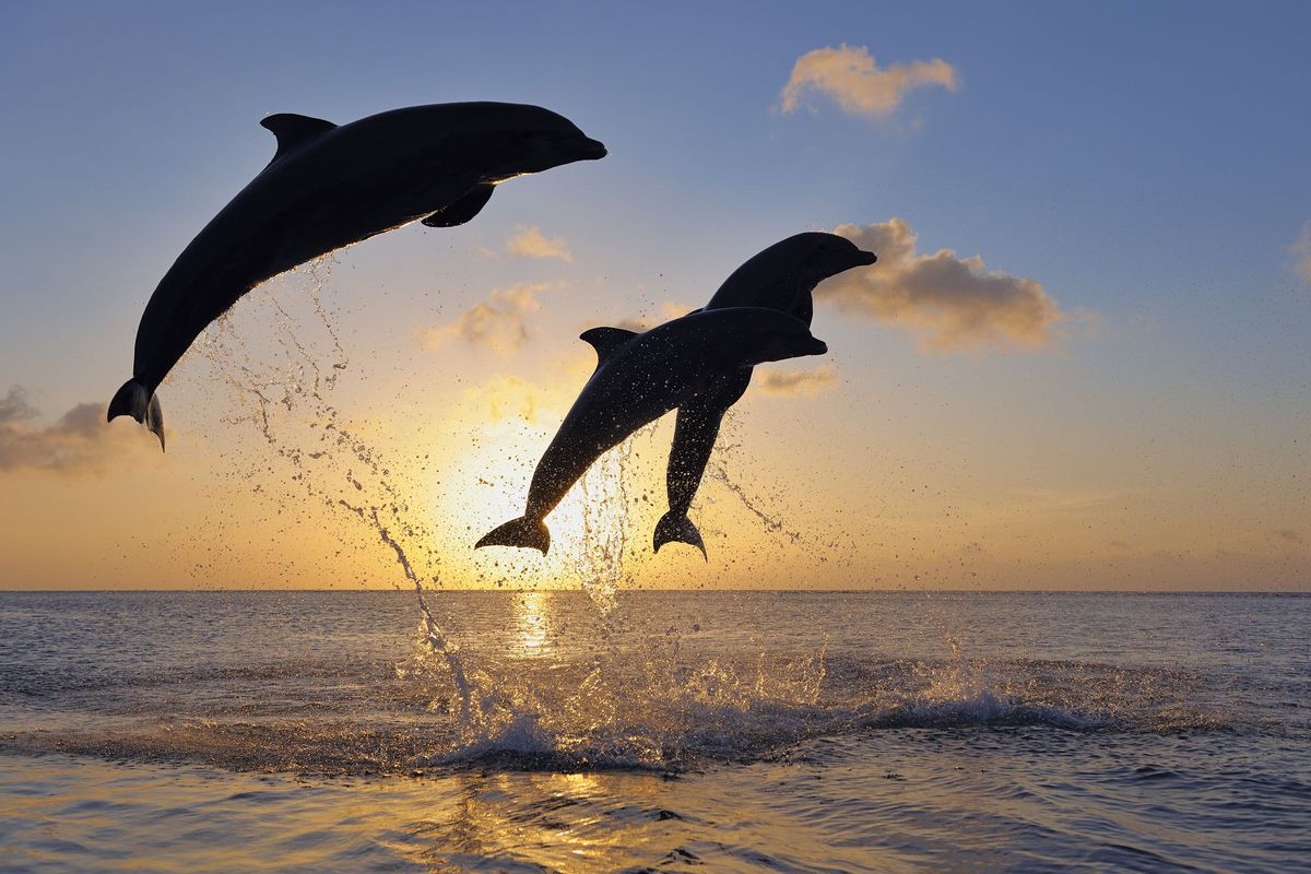 Dobri delfini, Tursiops truncatus, skakanje v karibskem morju ob sončnem zahodu