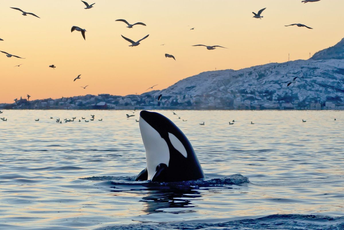 Orka, ki se ob obali in pticah pojavlja iz oceana ob sončnem zahodu