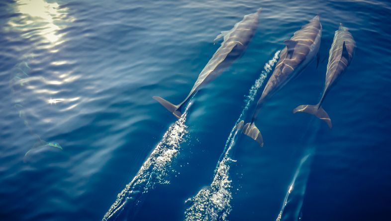 Delfini