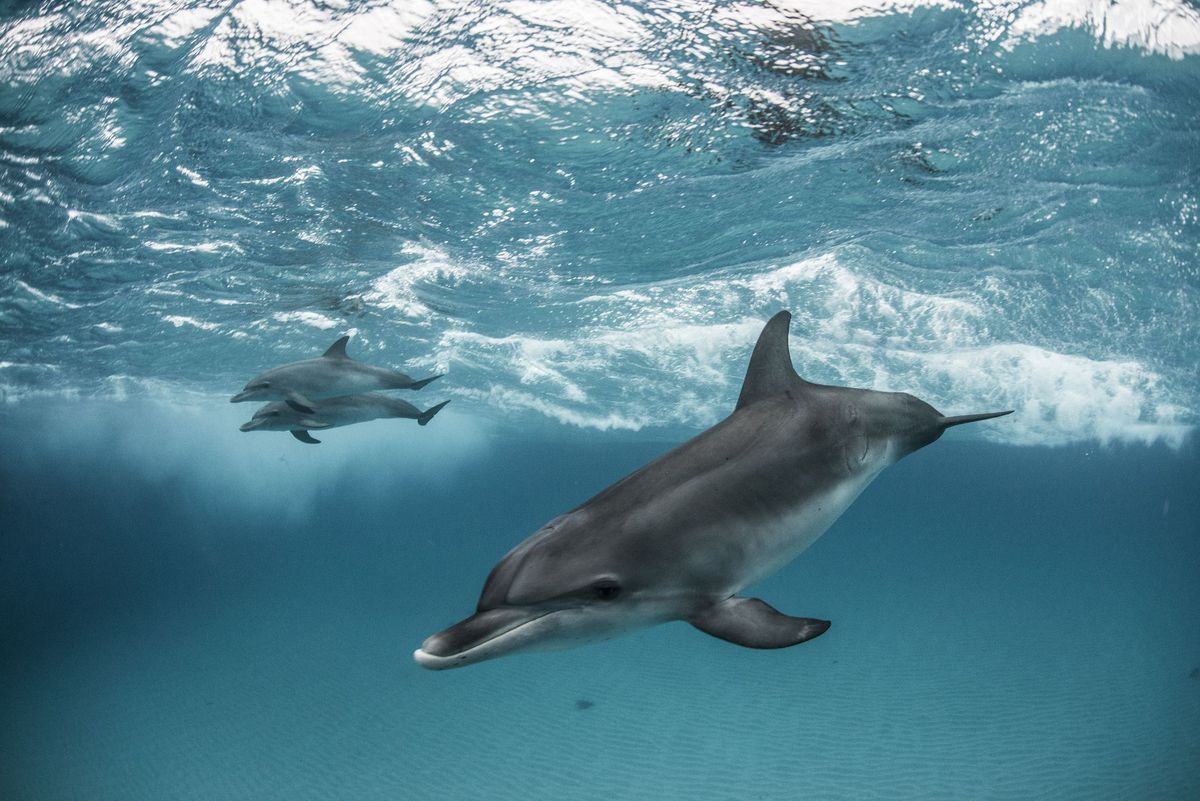 Trije atlantski pegasti delfini (Stenella frontalis) plavajo in se igrajo po peščenih bregovih na Bahamih