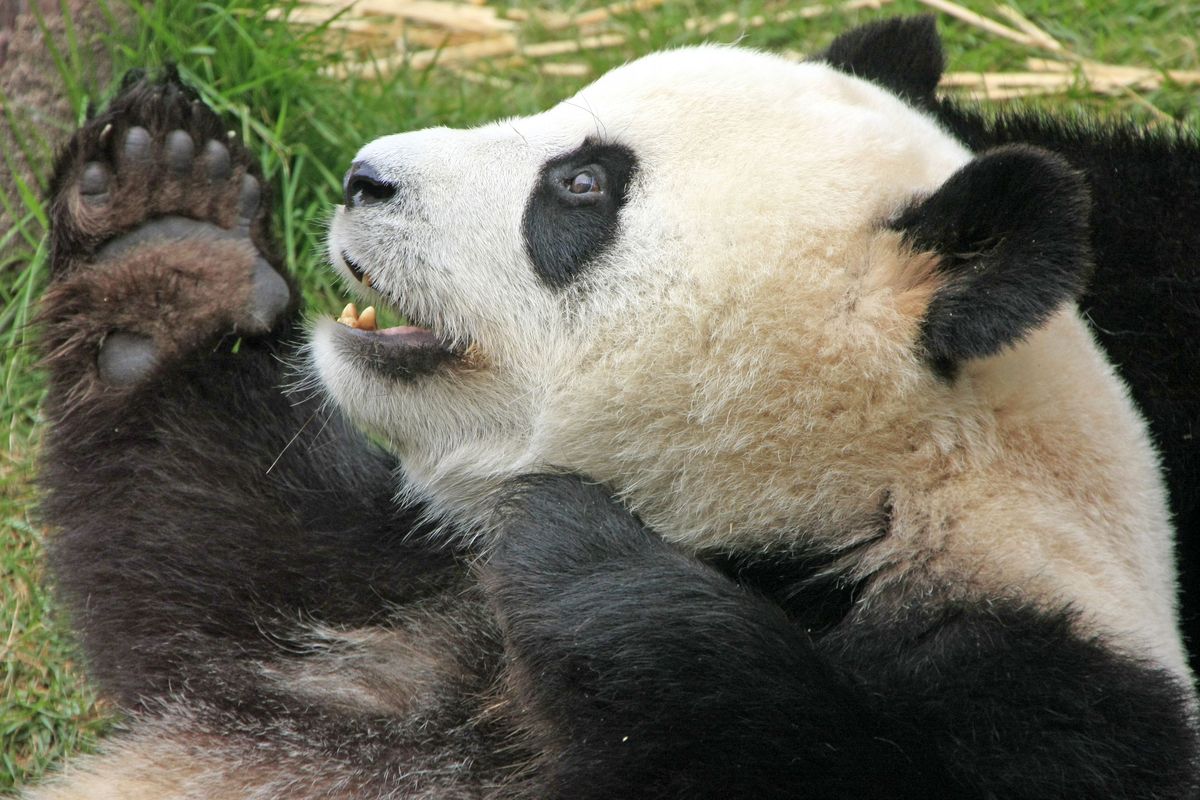 Retrato de urso panda gigante (Ailuropoda Melanoleuca), China