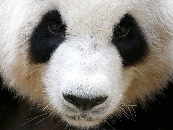 Retrato de close-up do panda