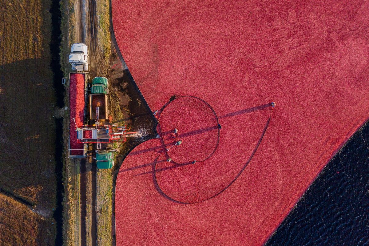 Blick auf Preiselbeeren, die in einen Lastwagen geladen werden, Massachusetts, Vereinigte Staaten von Amerika