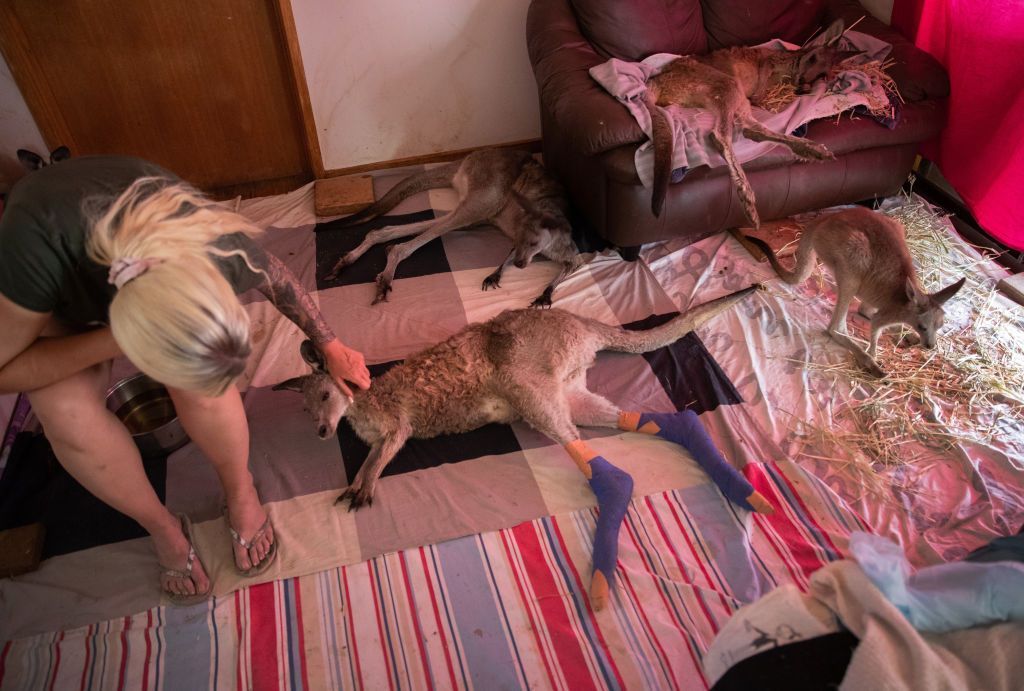 The Survivors: Saving Australian Wildlife Μετά από πυρκαγιές και ξηρασία