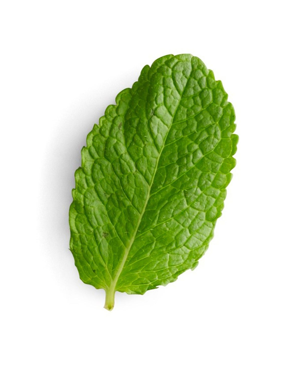 retete de menta ramase