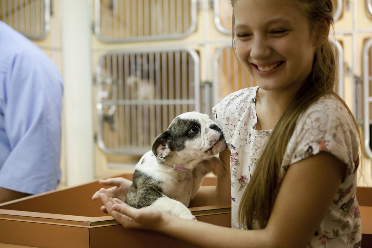 No centro de adoção de animais