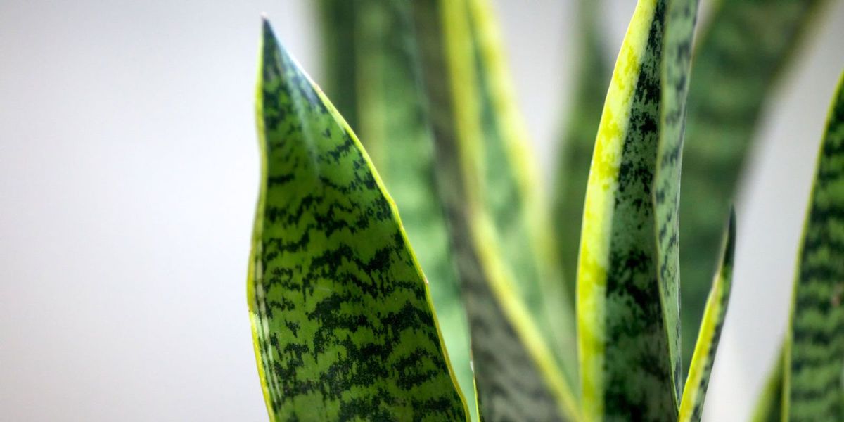 Vegetació, verd, groc, fulla, planta terrestre, botànica, fotografia macro, primer pla, família de les herbes, tija de la planta,