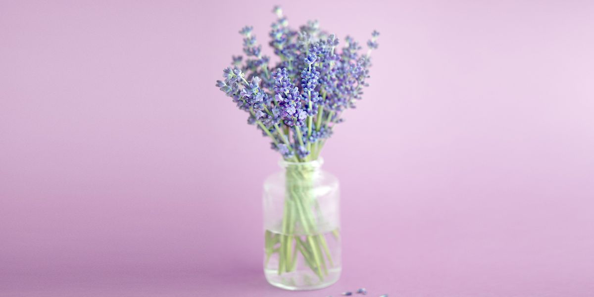 Lavanda, porpra, flor, violeta, ram, gerro, flors tallades, artefacte, organització de flors, planta amb flors,