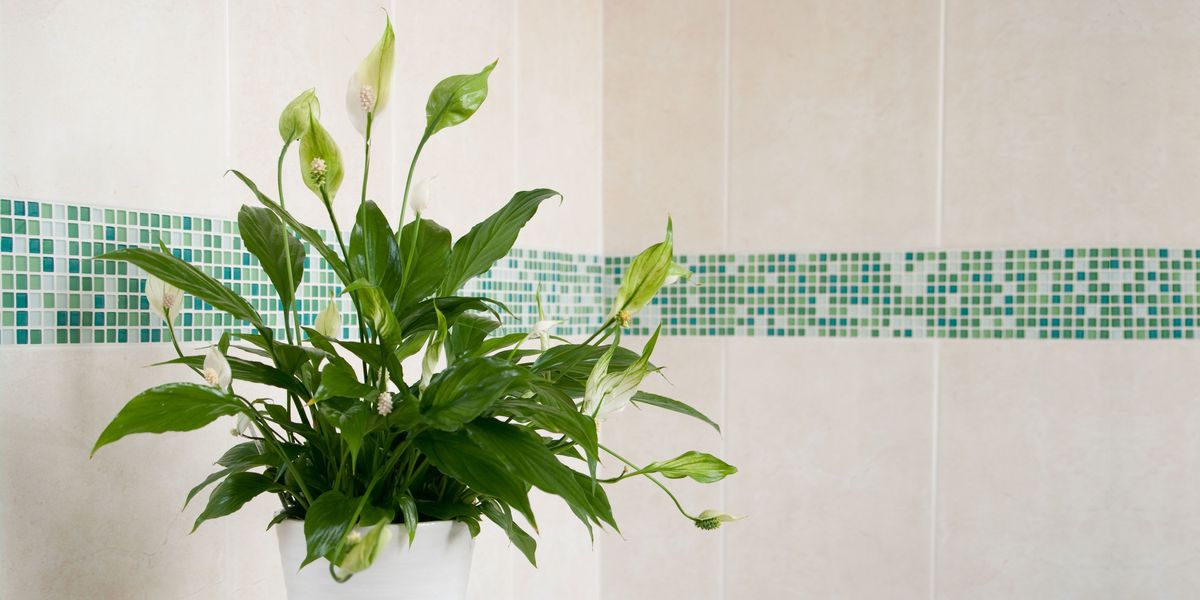 Verd, fulla, paret, botànica, planta terrestre, tija vegetal, rajola, planta anual, planta herbàcia, anthurium,