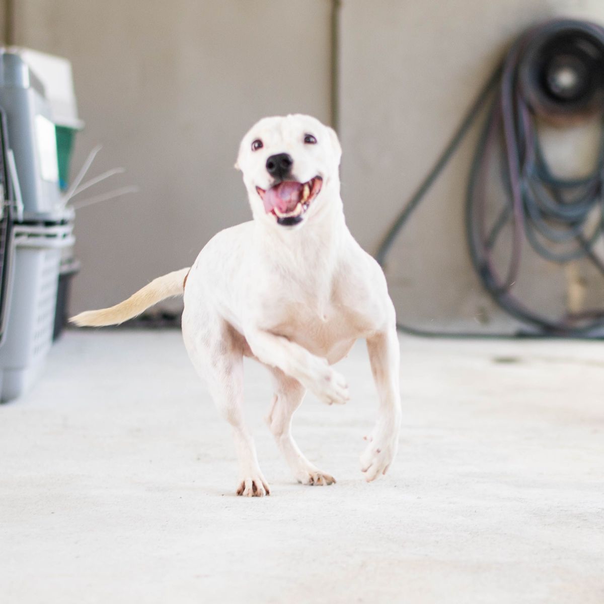 Câine, mamifer, vertebrat, Canidae, rasă de câine, carnivor, grup non-sportiv, rasă rară (câine), grup sportiv, Dogo argentino,