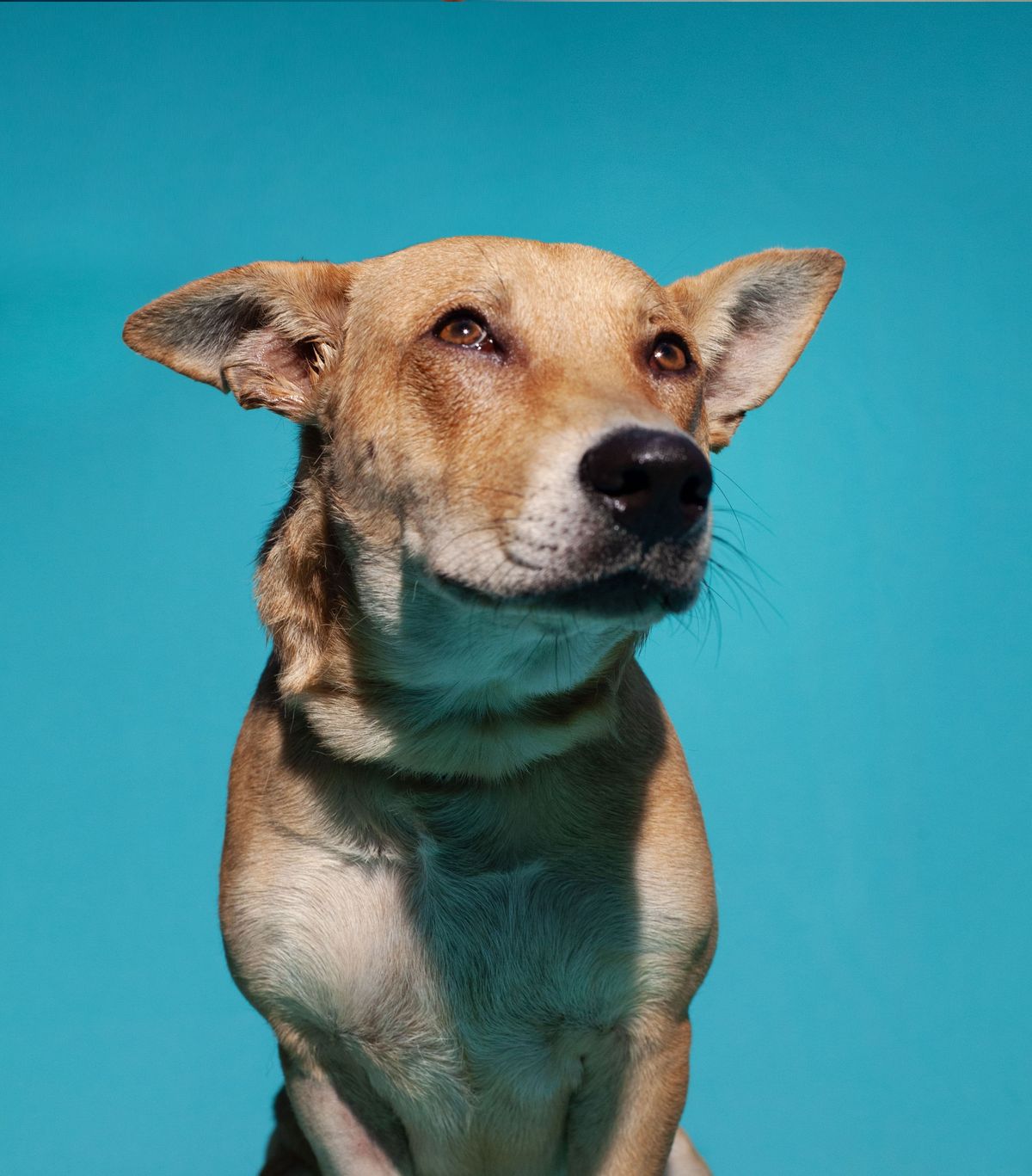 Mamifer, câine, vertebrat, rasă de câine, Canidae, carnivor, bot, nas, câine Potcake, câine Carolina,