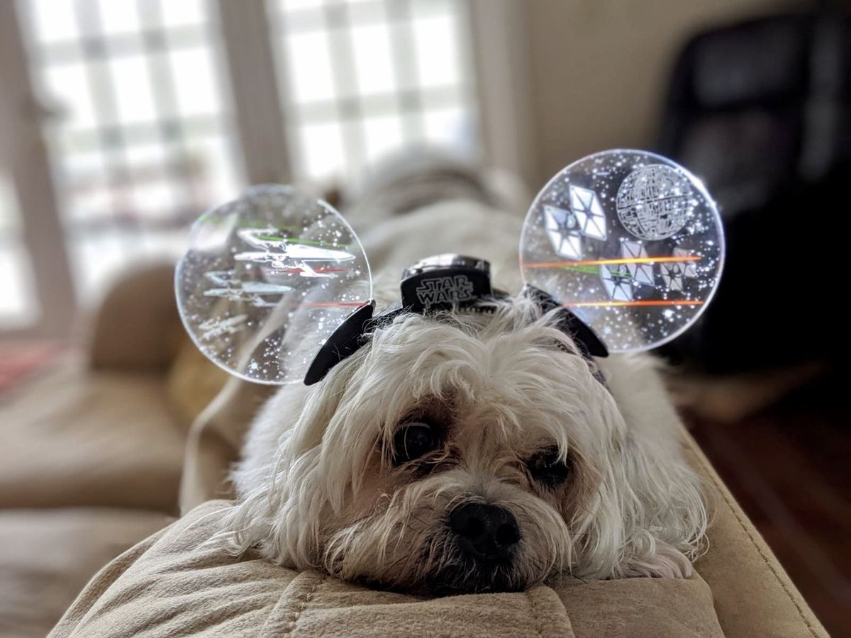 Câine, Canidae, rasă de câine, maltez, câine însoțitor, carnivor, bot, terrier alb de vest, Shih tzu, blană,