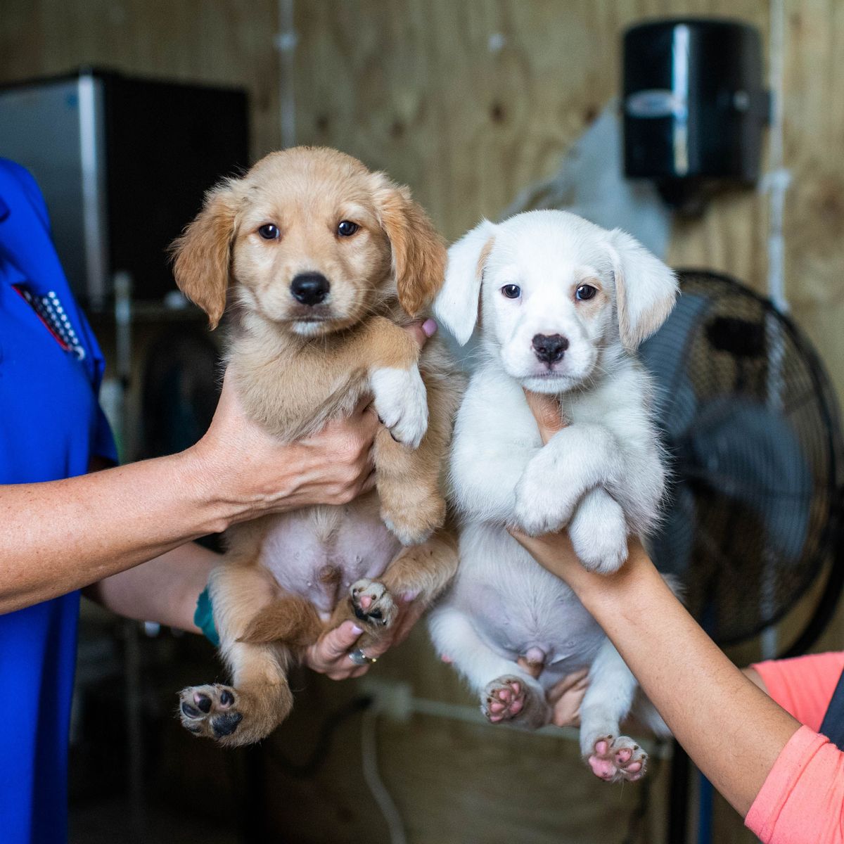 Câine, mamifer, vertebrat, Canidae, rasă de câine, Golden Retriever, Carnivor, Câine însoțitor, Retriever, Cățeluș,