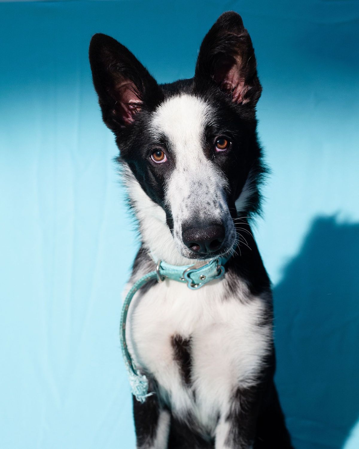 Câine, mamifer, vertebrat, rasă de câine, Canidae, Carnivor, Mcnab, Border collie, Bot, câine Canaan,