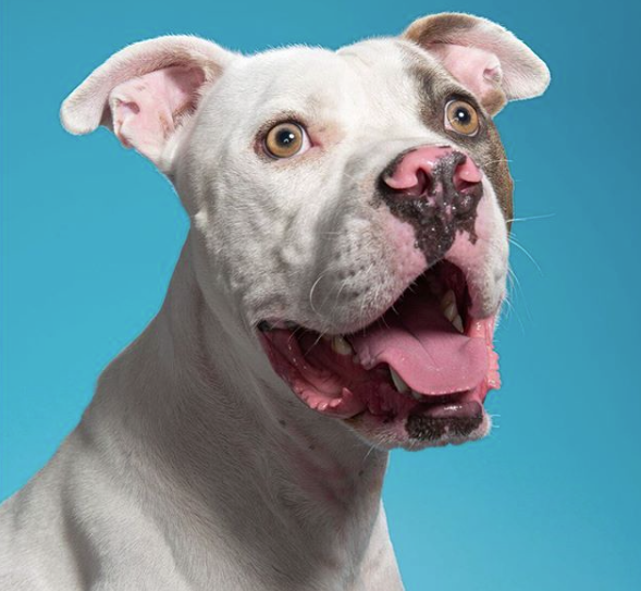 Câine, mamifer, vertebrat, rasă de câine, Canidae, câine de luptă Cordoba, carnivor, bot, pit bull, grup non-sportiv,