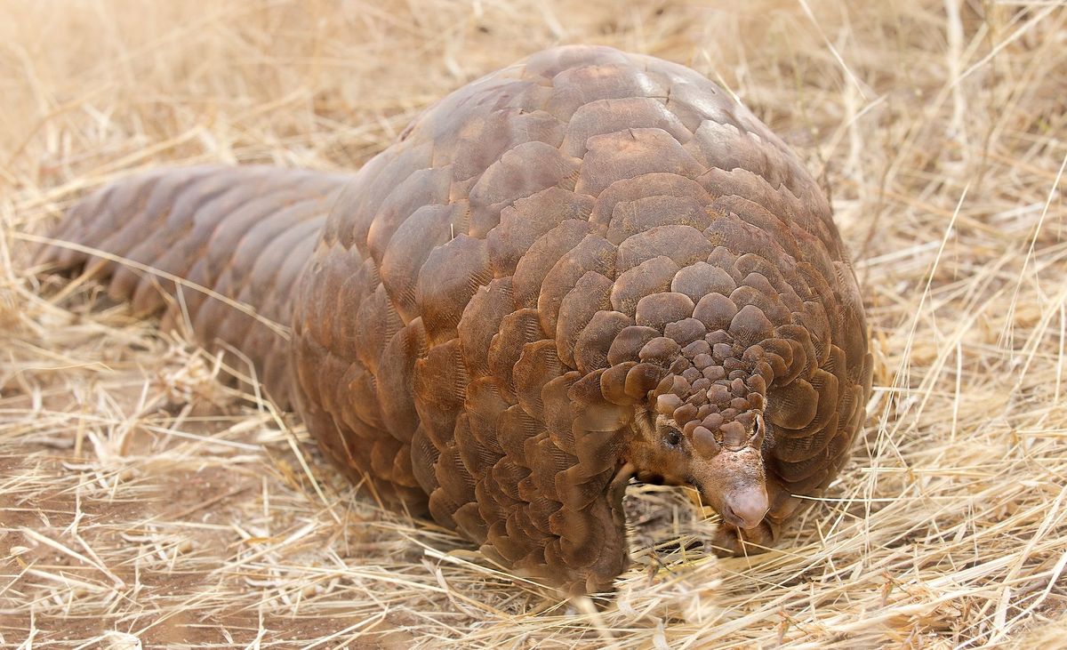 Pangolin mletý / samec