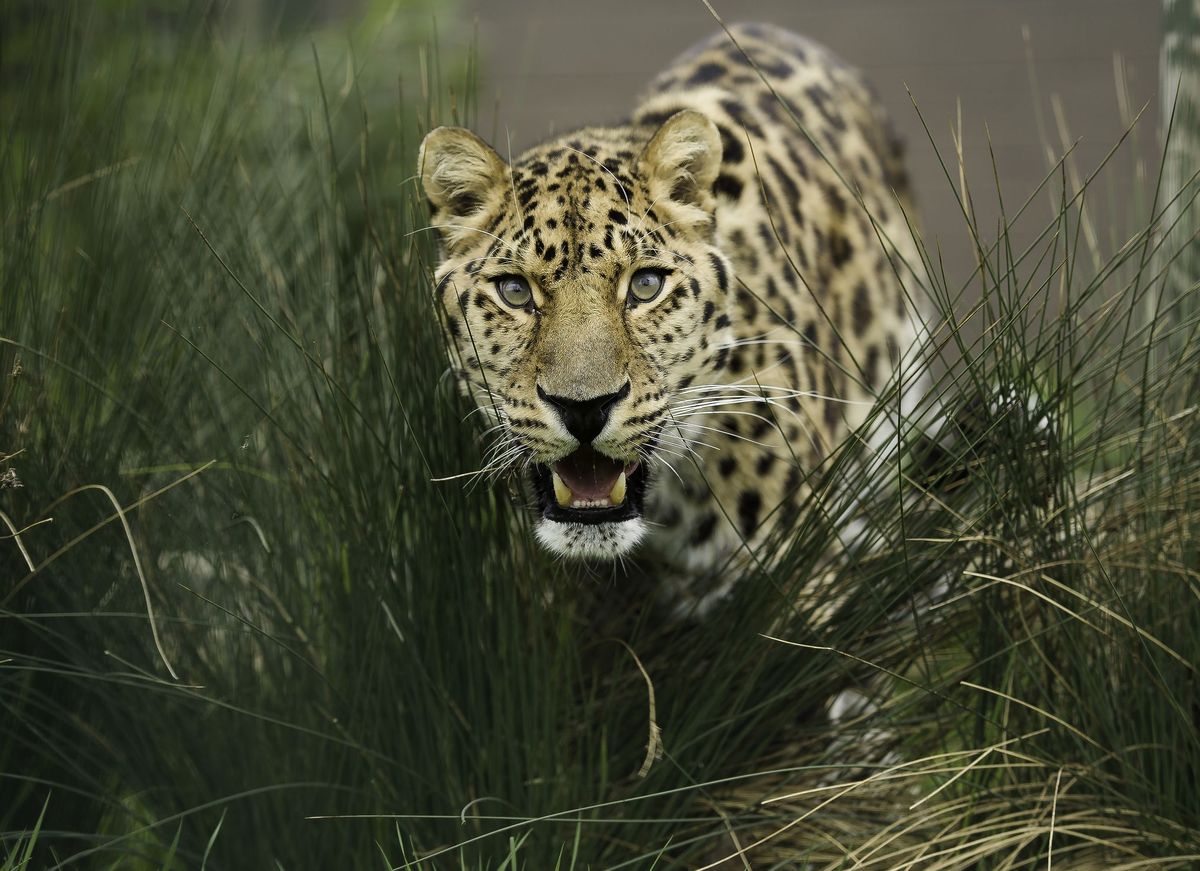 Amurský leopard