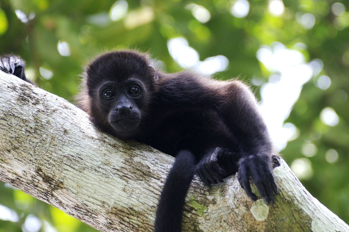 Young Mantled Howler Monkey (Alouatta palliata) leňošenie na konári.