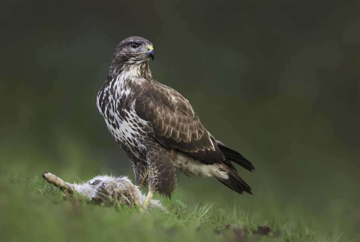 Myšiak obyčajný (Buteo buteo) s králikom