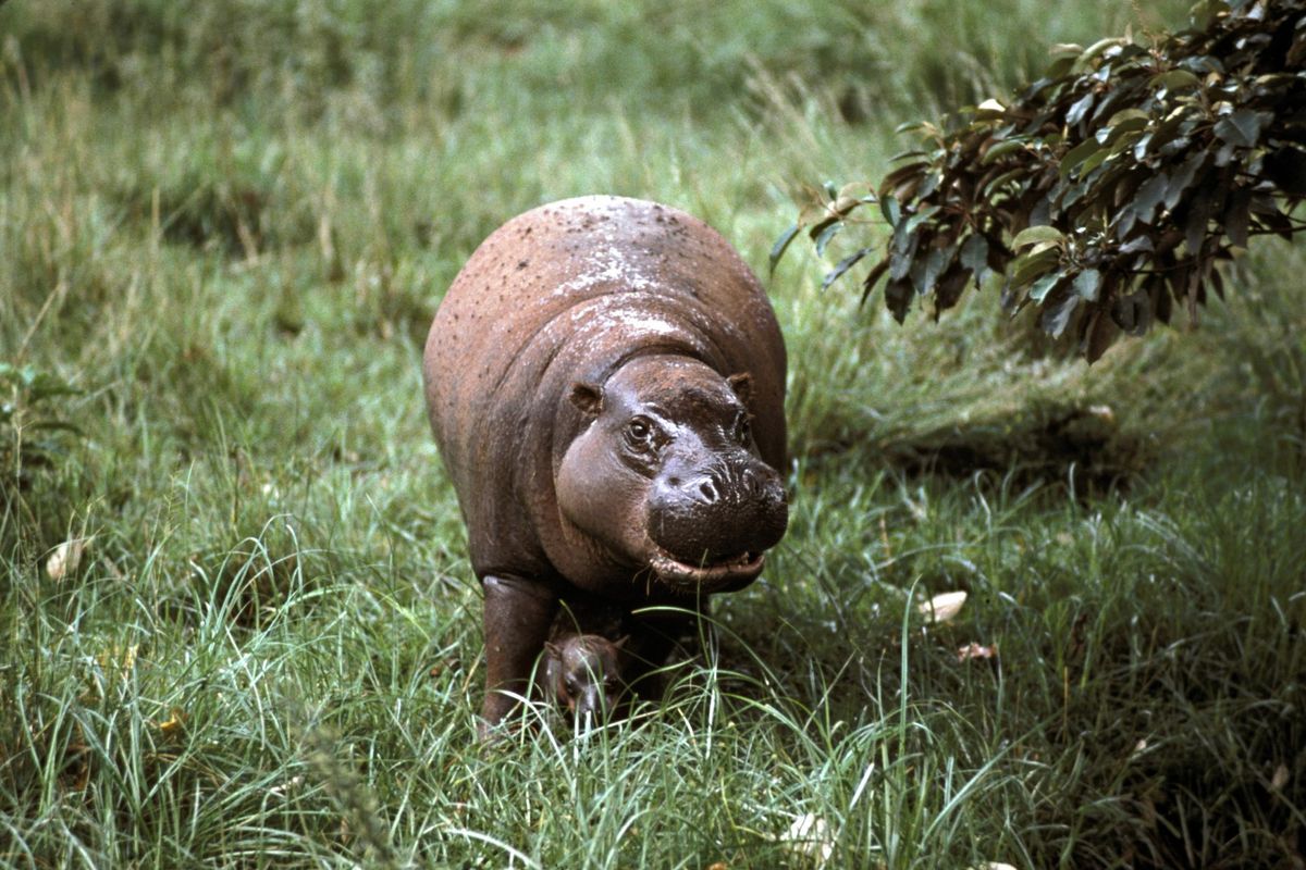 PYGMY HIPPOPOTAMUS A TELA. HEXAPROTODON LIBERIENSIS.