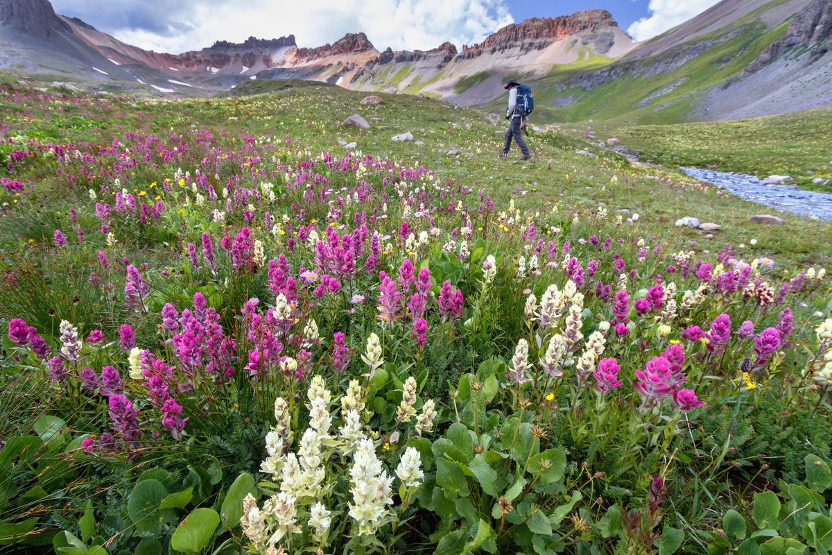 متنزه ذكر يمشي في حقل الزهور البرية على Ice Lake Trail ، جبال San Juan بالقرب من Silverton ، كولورادو