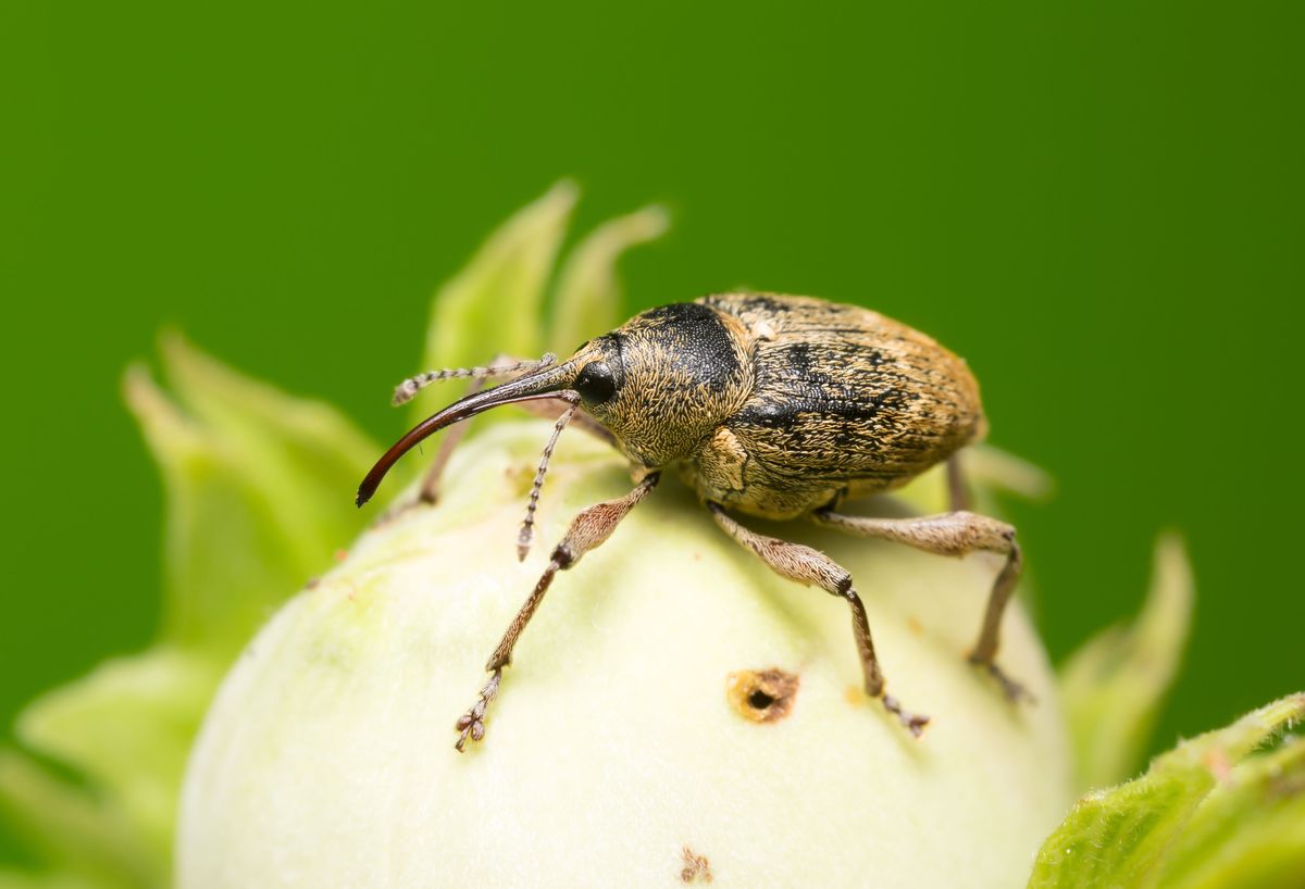 úžasný hmyz, z orechového nosatca, curculio nucum