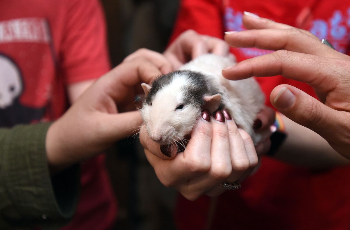 US-RATS-ADOPTION-ANIMAL-SOCIETY