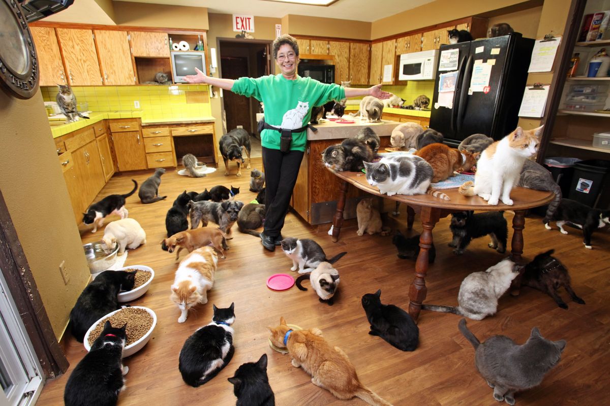 Ultimate Cat Lady: امرأة تشارك منزلها مع 1100 من الماكر الإنقاذ