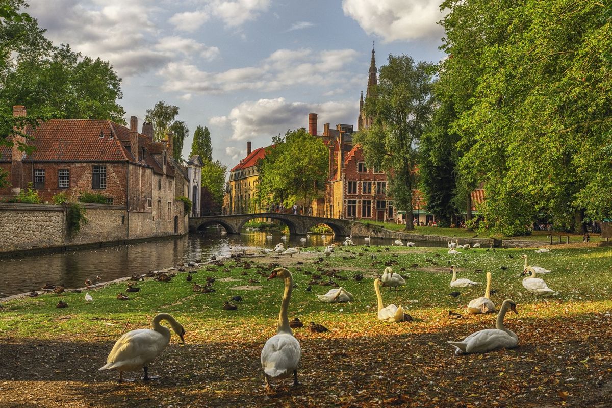 gulbės viešame parke Briugėje, Belgijoje