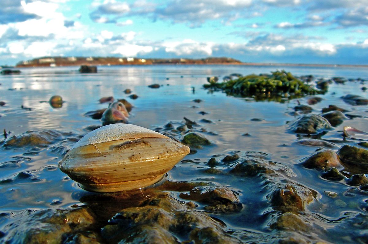 Cape Cod Clam on the Flats