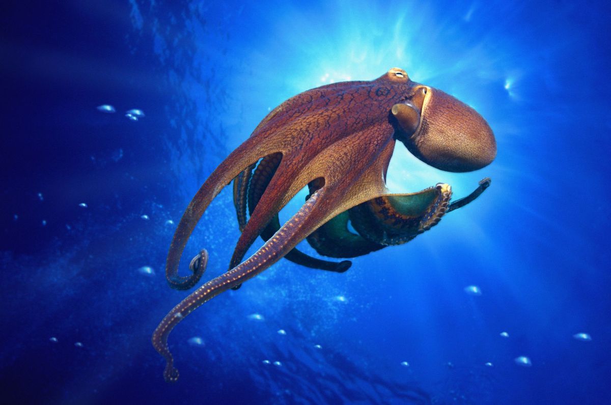 Caracatita (Octopus cyanea) inotand prin apa (Digital Composite)