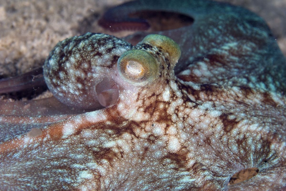 Caracatița de recif din Caraibe (Octopus briareus), Cancun, Mexic, Marea Caraibelor
