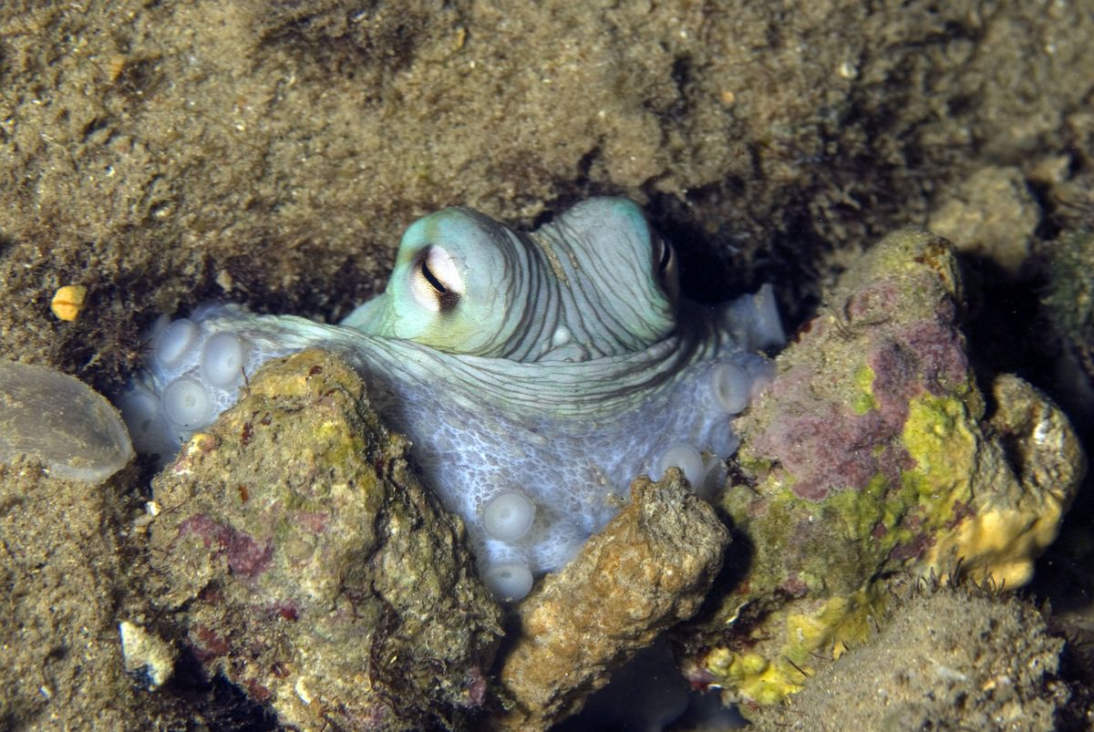 Ascunderea caracatiței de recif din Caraibe (Octopus briareus) cu priveliște de la stânca Curacao, Antilele Olandeze