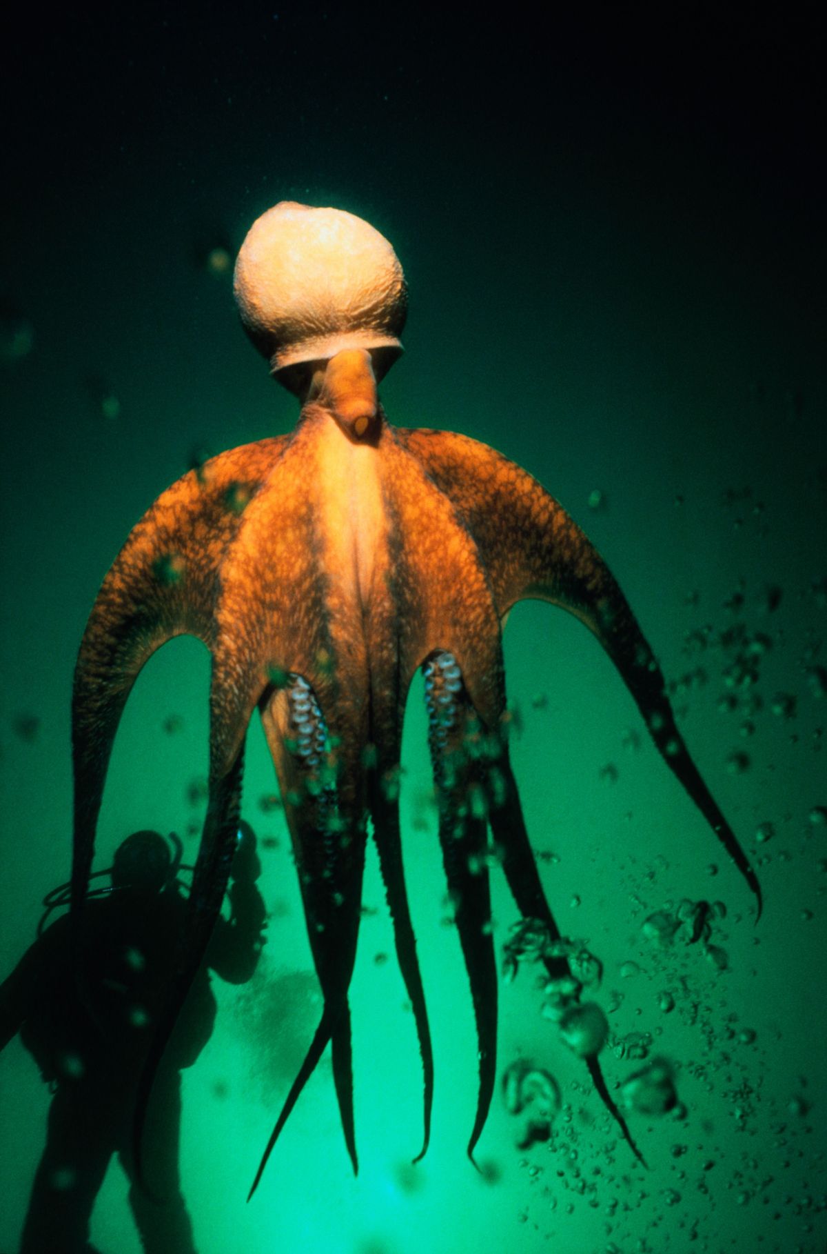 Caracatiță uriașă (Octopus dolfeini) și scafandru, Canada