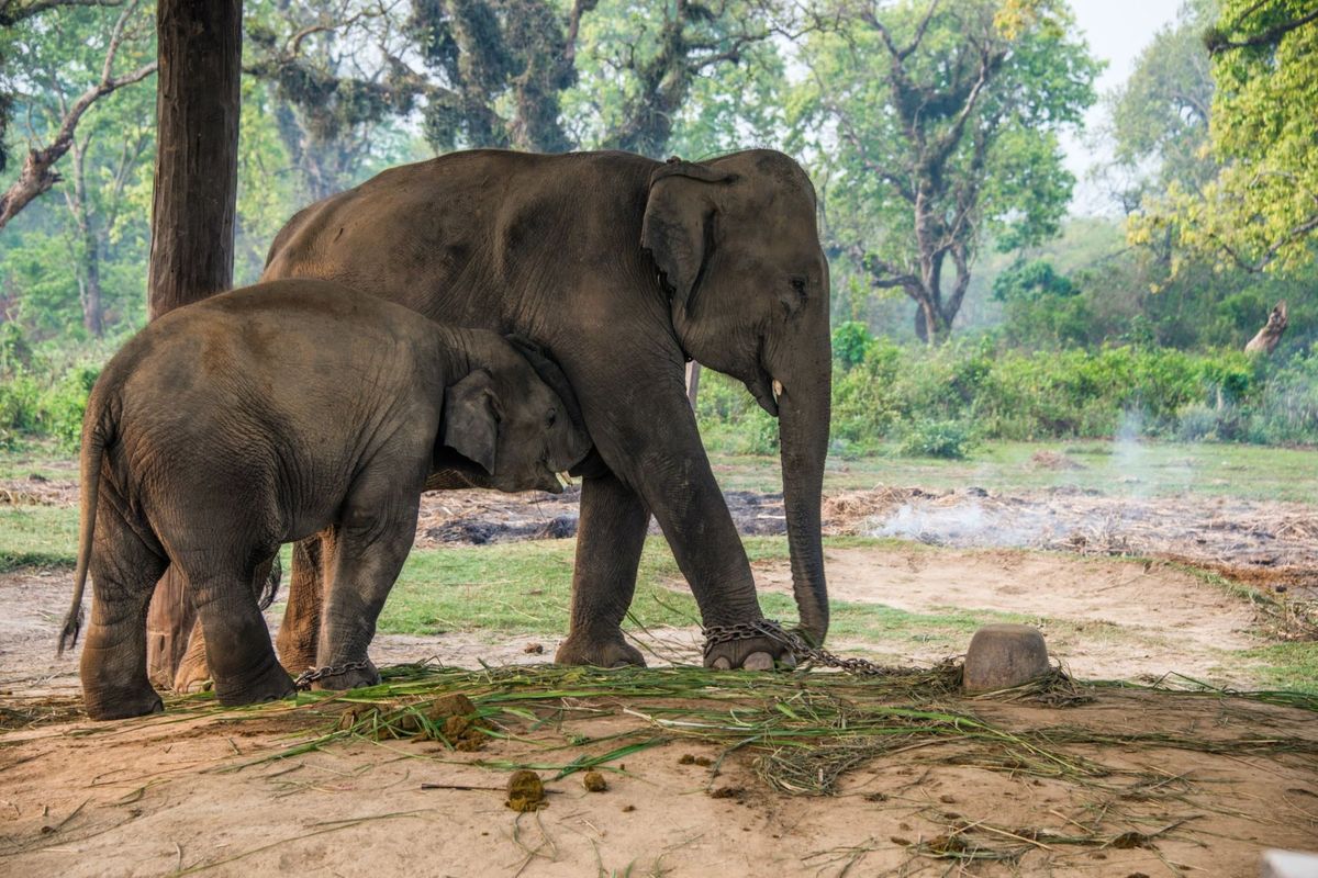 Ázijské slony (Elephas maximus), ktoré jedia uviazané vo vládnych stajniach pre slony (Hattisar) v Thakurdware na okraji národného parku Bardia v nížinnej oblasti Terai na západe Nepálu. Tieto slony sa denne používajú na prácu v národnom parku.