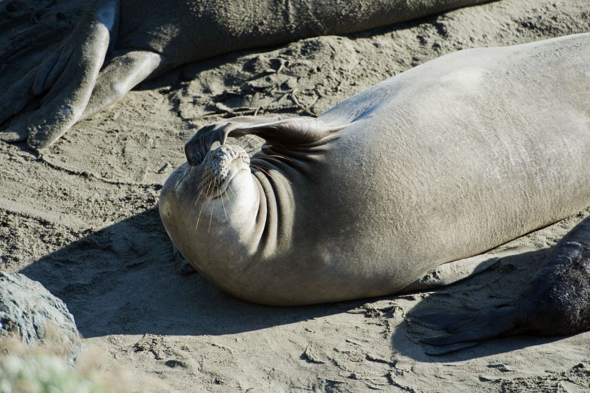 Kalifornia, San Simeon, Elelphant Seals (Piedras Blancas) sa zahrievajú na pláži, človek robí smiešnu tvár.