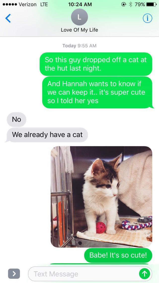 Katze, Felidae, kleine bis mittelgroße Katzen, Fleischfresser, Schnurrhaare, Bildunterschrift, Katzenbedarf, Tür, Haustierbedarf,
