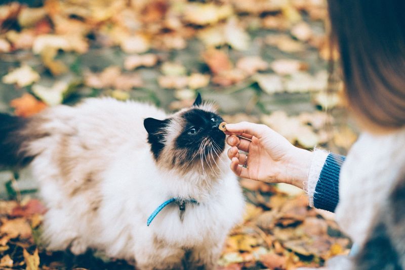 wanita memberi makan kucing hitam dan putih di luar ruangan