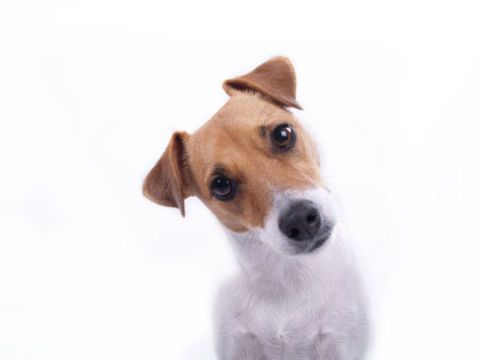 jack russell terrier fissando la fotocamera