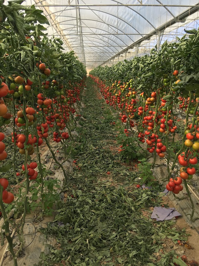 Hortafina, Lda foto 4