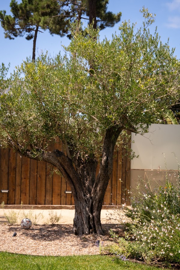Janvier Plants &amp; Design foto 9
